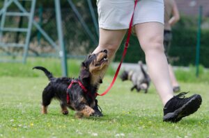 825545-dachshund-672780