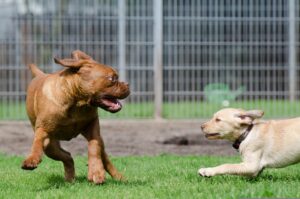 825545-dog-boarding-662808