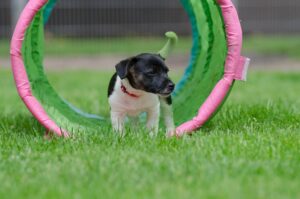 825545-jack-russel-puppy-750608
