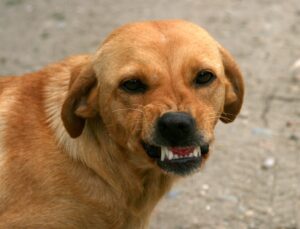 adinavoicu-dog-763058