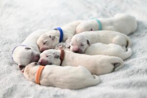 jaclou-dl-dogs-8635461