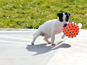 jade87-jack-russel-3577144