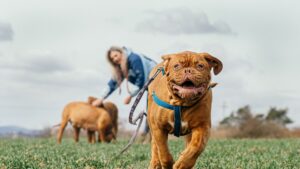 jandix-bordeaux-mastiff-7170006
