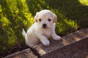lauralucia-puppy-4234435