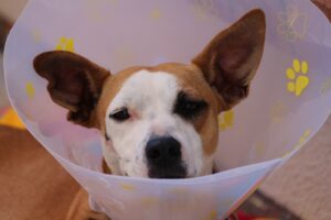 counselling-dog-1191676